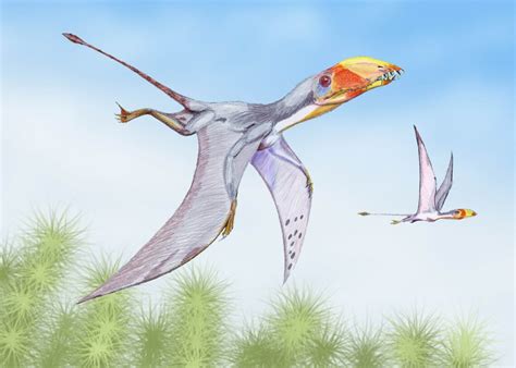 'Flying Dinosaurs': 7 Amazing Pterosaurs that Ruled the Sky