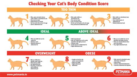 What is Your Cat's Body Condition Score? Find Out Here. • Petmania