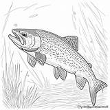 Trout Coloring Pages  Free & Printable sketch template