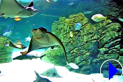 Sharks and Rays | Ripleys Aquarium | Live Streaming Webcam Toronto