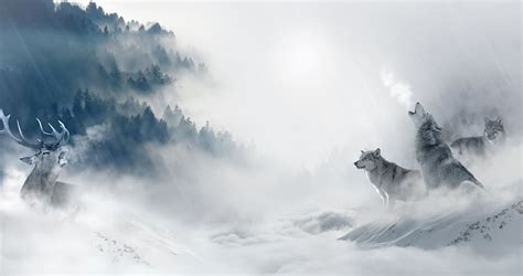 HD wallpaper: pack, wolf, wolves, animal, wild, winter, ice, snow ...