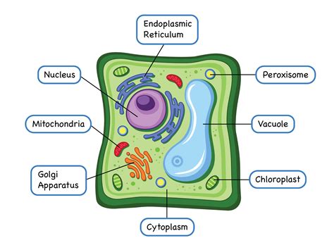 0 Result Images of Plant Cell Diagram And Their Functions - PNG Image Collection