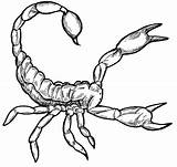 Scorpion Coloring Page sketch template