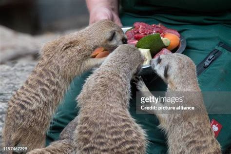 Meerkats Eating Photos and Premium High Res Pictures - Getty Images