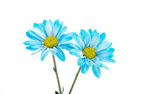 Blue daisies isolated in white Free Photo Download | FreeImages