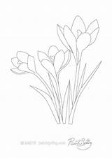 Crocus Coloring Page At GetColoringscom  Free Printable Colorings sketch template