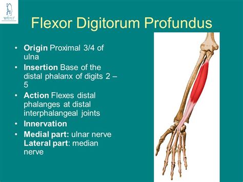 Flexor Digitorum Profundus: Origin, Insertion, Nerve Supply & Action ...