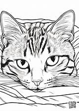 Realistic Cat Coloring Pages Free Printable sketch template
