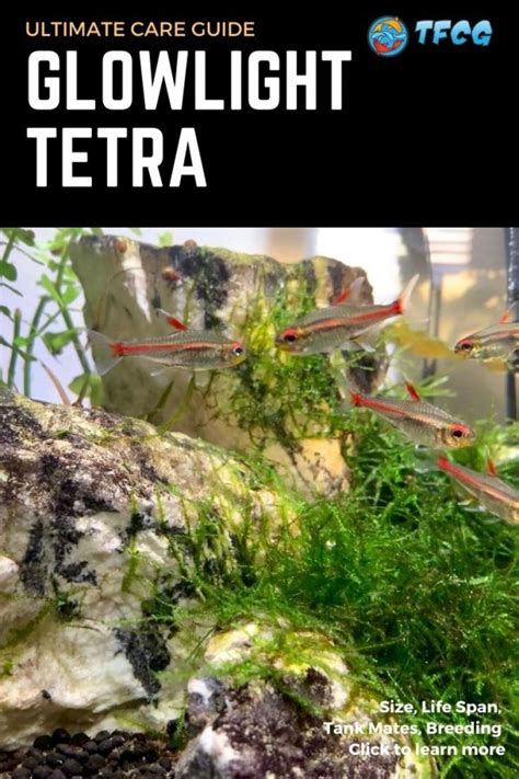 Glowlight Tetra Complete Care Guide: Tank Size, Tank Mates, Breeding