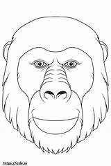 Ape face coloring Page sketch template