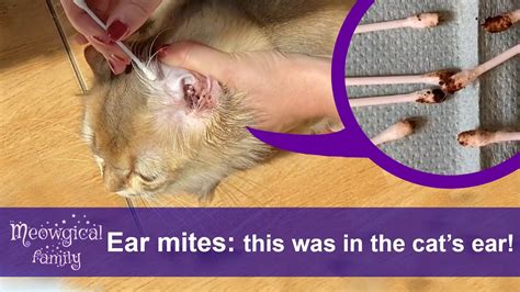 How To Treat Ear Mites In Cats