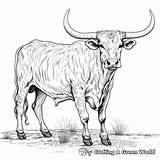 Longhorn Coloring Pages  Free & Printable sketch template