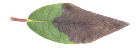 Laboratory diagnosis of Phytophthora ramorum from field samples