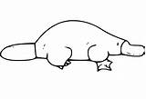 Platypus 2 Coloring Page  Free Printable Pages For Kids sketch template