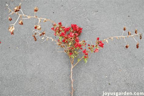 Bougainvillea Pruning Tips: Everything You Need to Know | Bougainvillea, Container flowers ...