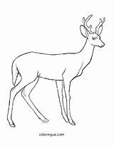 Deer Pictures To Color Coloring Page sketch template