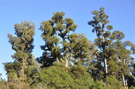 New Zealand’s native conifers - The UC Science Blog