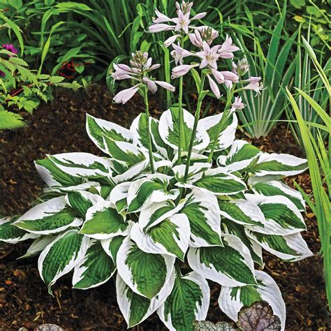 Spring Hill Nurseries Variegated Foliage Perennial Patriot Hosta Live ...