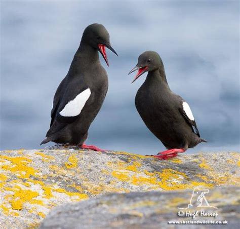 Shetland Wildlife (Sumburgh) - All You Need to Know Before You Go (with Photos) - TripAdvisor