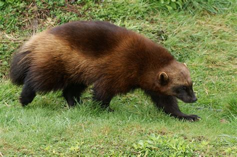 Officials Propose Endangered Species Act Listing for Wolverines | OutdoorHub