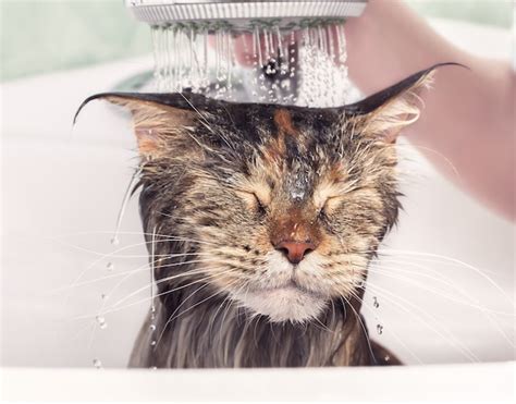 Premium Photo | Cat bath. wet kitten. cat washed in the shower