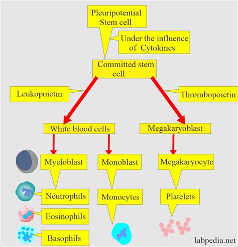 White Blood Cells Diagram