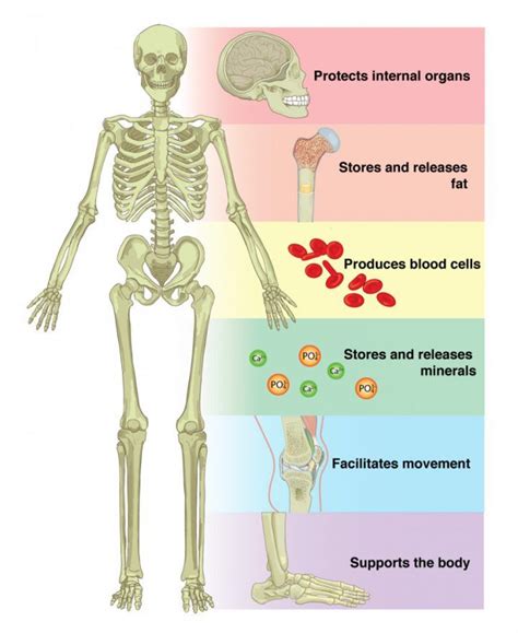 Non-dairy calcium-rich foods include fortified soya products, pulses ...