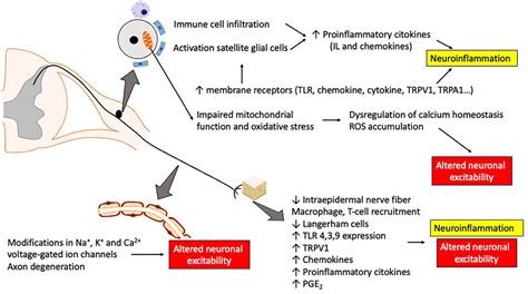 Frontiers | Mechanisms of Chemotherapy-Induced Neurotoxicity