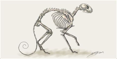 Cat Skeleton by liquidonyx on DeviantArt