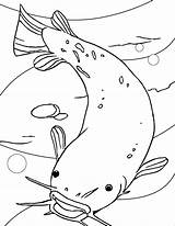 Catfish Coloring Pages  ColoringBay sketch template