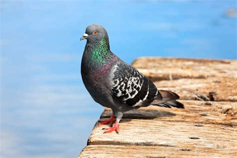 Pigeon Symbolism: Spiritual Meaning, Spirit Animal Guidance, and Dream ...