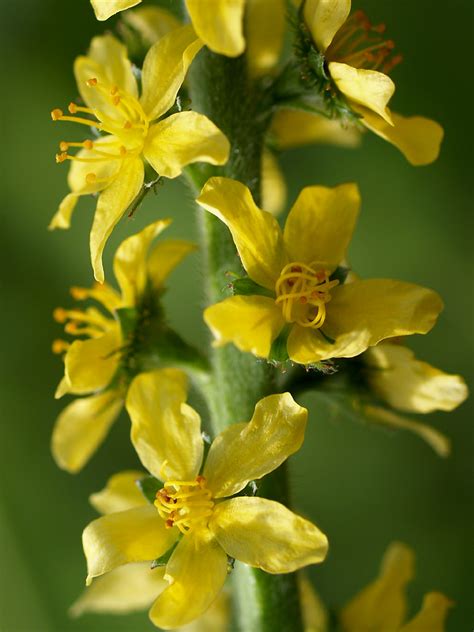 Common Agrimony | Common Agrimony (Agrimonia eupatoria), flo… | Stig ...