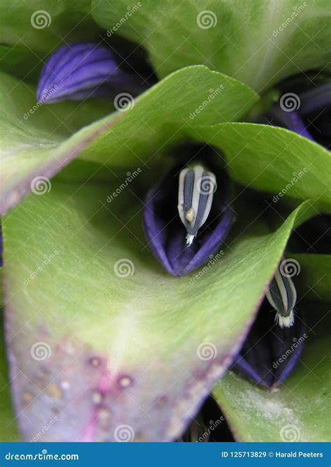 Flowering Giant Lobelia, Mt Kilimanjaro Stock Image - Image of alpine, flower: 125713829