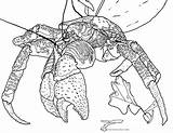 Crustaceans Pages Coloring sketch template