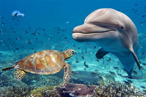 Clearwater Dolphins, Turtles, and Roof Rats - World Class Wildlife Removal