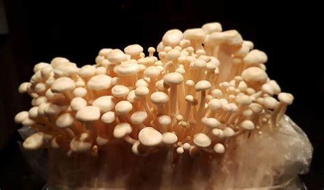 The 3 Levels Of Mushroom Growing | FreshCap Mushrooms