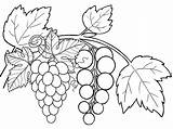 Grapes Fruits Coloring Pages For Kids sketch template