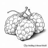 Raspberry Coloring Pages  Free & Printable sketch template
