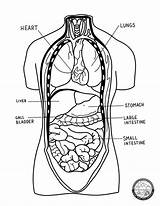 Internal Organs Human Body Image In Black And White Sketch Coloring Page sketch template