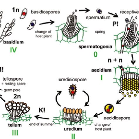 The life cycle of the rust fungus Puccinia graminis (Pucciniales) on ...