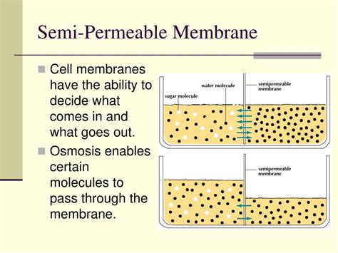 PPT - Diffusion and Osmosis PowerPoint Presentation, free download - ID:1283025