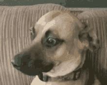 Awkward Dog Side Eye GIF – Awkward Dog Side Eye Dog Side Eye – GIFs ...