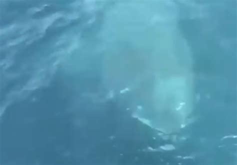 Shark Appears Next to Coast Guard Boat Off Maine - video Dailymotion