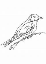 mountain bluebird coloring Page 514274 sketch template