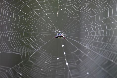 Spiny Orb-weaver Spider In Web Photograph by Daniel Caracappa - Pixels