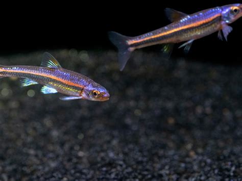 Rainbow Shiner (Notropsis chrosomus), Tank-Bred! - Aquatic Arts on sale today for $ 31.99