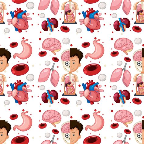 Human body parts anatomy seamless background 4330406 Vector Art at Vecteezy