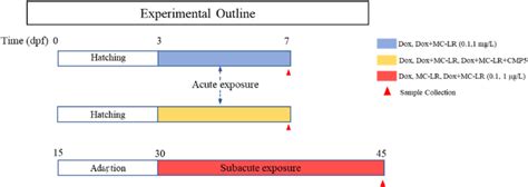 Outline of acute exposure and subacute exposure. | Download Scientific Diagram