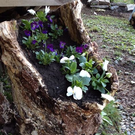 some flowers are growing out of the dirt in a tree stump that has been ...