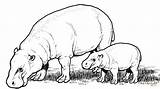 Pygmy Hippopotamus Mother With Baby coloring Page  Free Printable sketch template